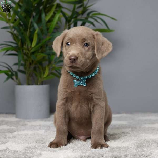 Jay, Charcoal Labrador Retriever Puppy